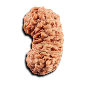 19 Mukhi Indonesian Rudraksha - Bead 138