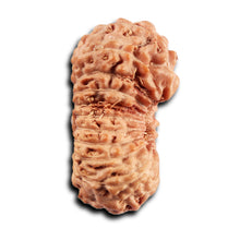 Load image into Gallery viewer, 19 Mukhi Indonesian Rudraksha - Bead 138
