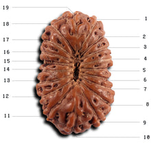 Load image into Gallery viewer, 19 Mukhi Indonesian Rudraksha - Bead 139
