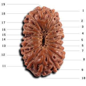 19 Mukhi Indonesian Rudraksha - Bead 139