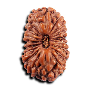 19 Mukhi Indonesian Rudraksha - Bead 139