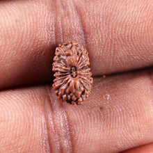 Load image into Gallery viewer, 19 Mukhi Indonesian Rudraksha - Bead 139
