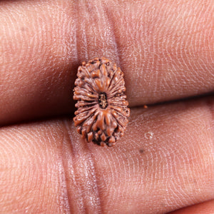 19 Mukhi Indonesian Rudraksha - Bead 139