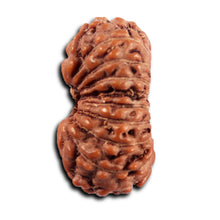 Load image into Gallery viewer, 19 Mukhi Indonesian Rudraksha - Bead 139
