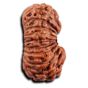 19 Mukhi Indonesian Rudraksha - Bead 139