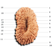 Load image into Gallery viewer, 19 Mukhi Indonesian Rudraksha - Bead 140
