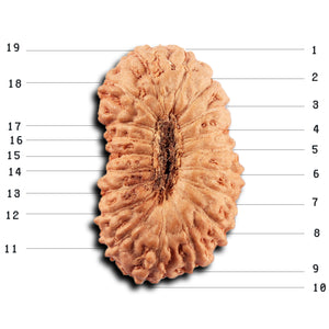 19 Mukhi Indonesian Rudraksha - Bead 140