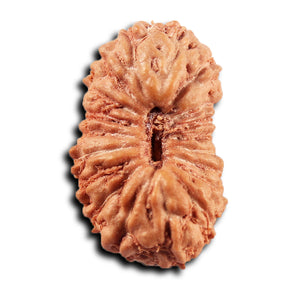 19 Mukhi Indonesian Rudraksha - Bead 140