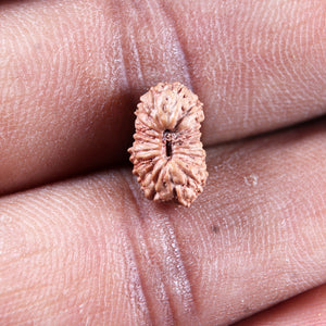 19 Mukhi Indonesian Rudraksha - Bead 140