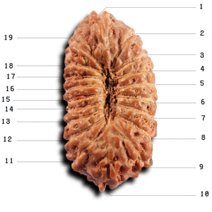 19 Mukhi Indonesian Rudraksha - Bead 141