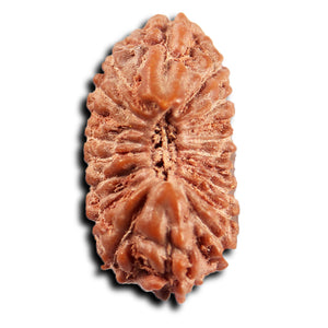 19 Mukhi Indonesian Rudraksha - Bead 141