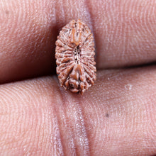 Load image into Gallery viewer, 19 Mukhi Indonesian Rudraksha - Bead 141
