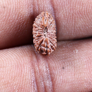 19 Mukhi Indonesian Rudraksha - Bead 141