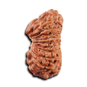 19 Mukhi Indonesian Rudraksha - Bead 141