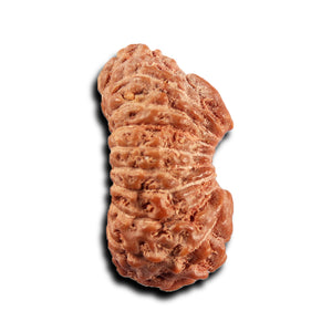 19 Mukhi Indonesian Rudraksha - Bead 141