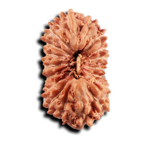 19 Mukhi Indonesian Rudraksha - Bead 143