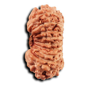 19 Mukhi Indonesian Rudraksha - Bead 143