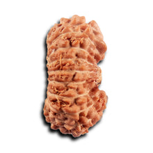 Load image into Gallery viewer, 19 Mukhi Indonesian Rudraksha - Bead 143
