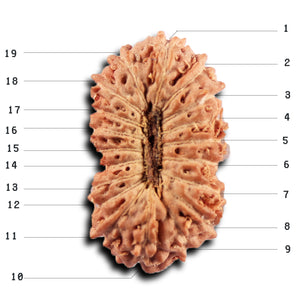 19 Mukhi Indonesian Rudraksha - Bead 143