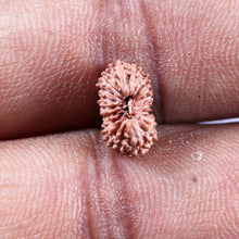 Load image into Gallery viewer, 19 Mukhi Indonesian Rudraksha - Bead 143
