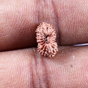 19 Mukhi Indonesian Rudraksha - Bead 143