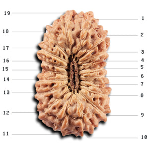 19 Mukhi Indonesian Rudraksha - Bead 144