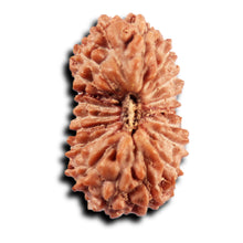 Load image into Gallery viewer, 19 Mukhi Indonesian Rudraksha - Bead 144
