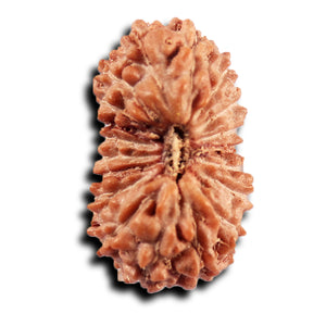 19 Mukhi Indonesian Rudraksha - Bead 144