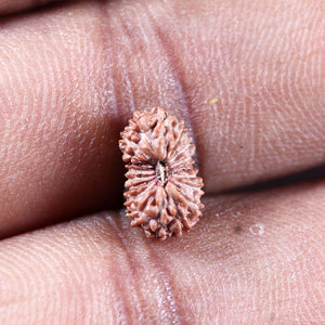 19 Mukhi Indonesian Rudraksha - Bead 144