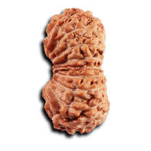 Load image into Gallery viewer, 19 Mukhi Indonesian Rudraksha - Bead 144
