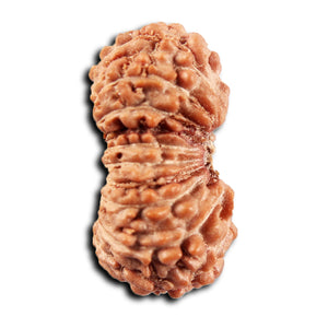 19 Mukhi Indonesian Rudraksha - Bead 144