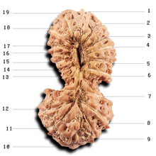 Load image into Gallery viewer, 19 Mukhi Indonesian Gaurishankar Rudraksha - Bead 145
