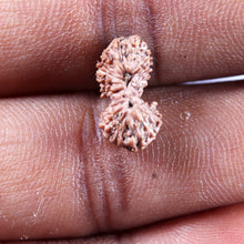 Load image into Gallery viewer, 19 Mukhi Indonesian Gaurishankar Rudraksha - Bead 145
