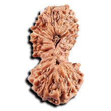 Load image into Gallery viewer, 19 Mukhi Indonesian Gaurishankar Rudraksha - Bead 145
