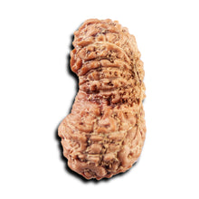 Load image into Gallery viewer, 19 Mukhi Indonesian Gaurishankar Rudraksha - Bead 145
