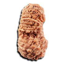 Load image into Gallery viewer, 19 Mukhi Indonesian Gaurishankar Rudraksha - Bead 145
