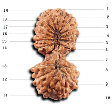 Load image into Gallery viewer, 19 Mukhi Indonesian Gaurishankar Rudraksha - Bead 146
