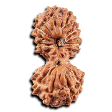 Load image into Gallery viewer, 19 Mukhi Indonesian Gaurishankar Rudraksha - Bead 146
