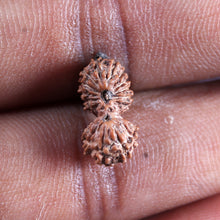 Load image into Gallery viewer, 19 Mukhi Indonesian Gaurishankar Rudraksha - Bead 146
