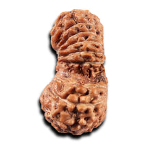 Load image into Gallery viewer, 19 Mukhi Indonesian Gaurishankar Rudraksha - Bead 146
