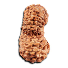 Load image into Gallery viewer, 19 Mukhi Indonesian Gaurishankar Rudraksha - Bead 146
