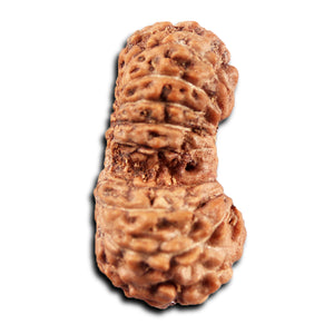 19 Mukhi Indonesian Gaurishankar Rudraksha - Bead 146