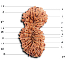 Load image into Gallery viewer, 19 Mukhi Indonesian Gaurishankar Rudraksha - Bead 147
