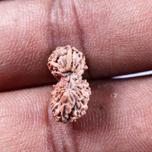 19 Mukhi Indonesian Gaurishankar Rudraksha - Bead 147