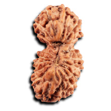 Load image into Gallery viewer, 19 Mukhi Indonesian Gaurishankar Rudraksha - Bead 147
