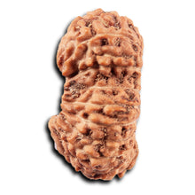 Load image into Gallery viewer, 19 Mukhi Indonesian Gaurishankar Rudraksha - Bead 147
