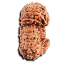 Load image into Gallery viewer, 19 Mukhi Indonesian Gaurishankar Rudraksha - Bead 147
