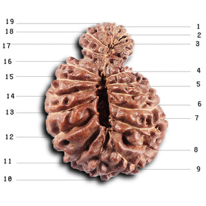 19 Mukhi Indonesian Gaurishankar Rudraksha - Bead 149