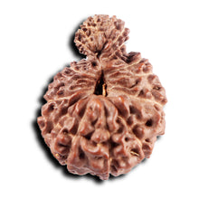 Load image into Gallery viewer, 19 Mukhi Indonesian Gaurishankar Rudraksha - Bead 149
