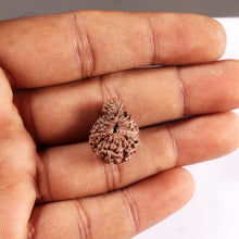 Load image into Gallery viewer, 19 Mukhi Indonesian Gaurishankar Rudraksha - Bead 149
